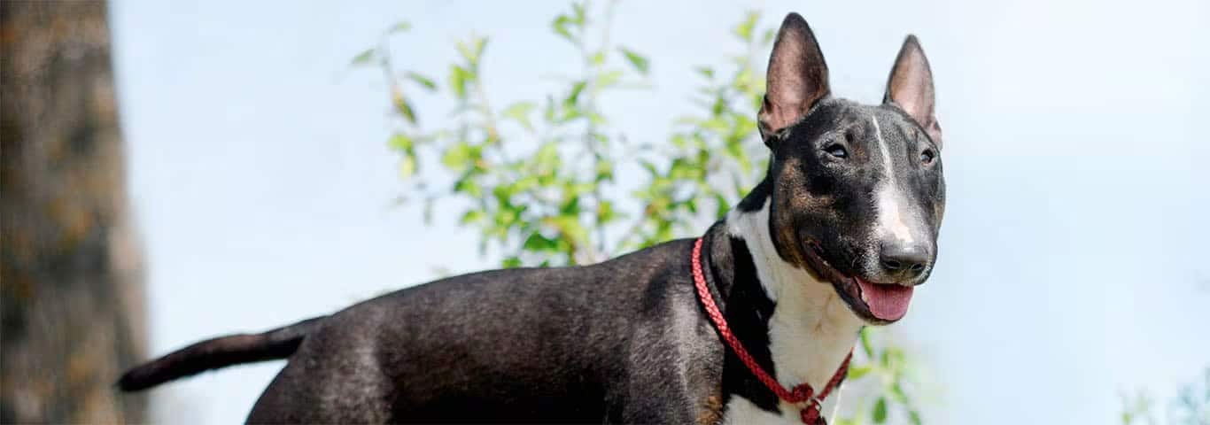 Photo of a Bull Terrier dog