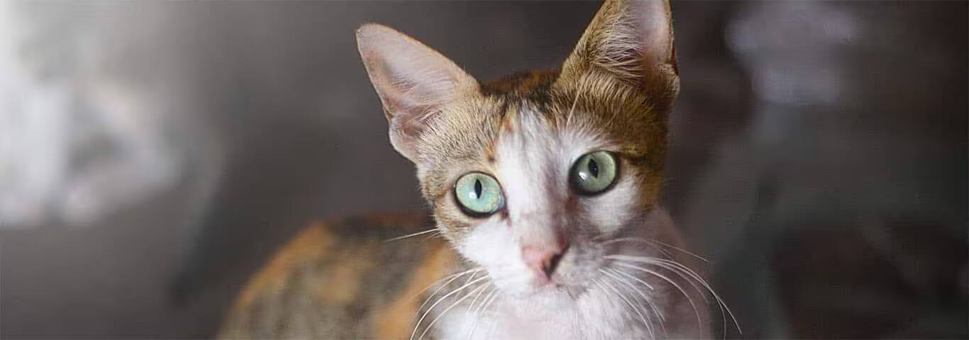 Photo of a Javanese cat