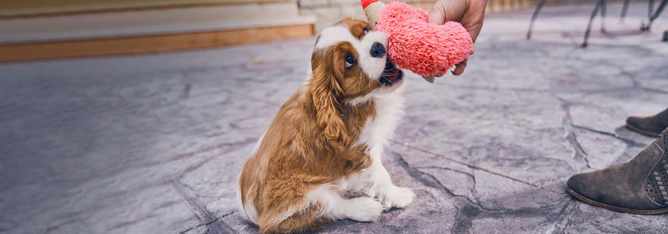 Photo of a Cavalier King Charles Spaniel dog