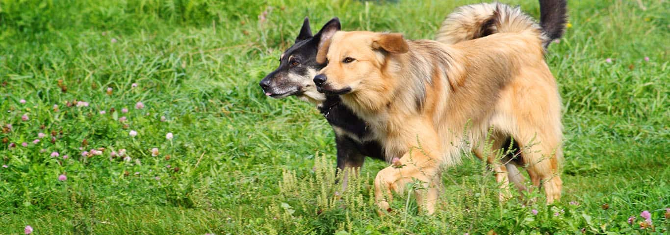 Photo of a Chinook dog