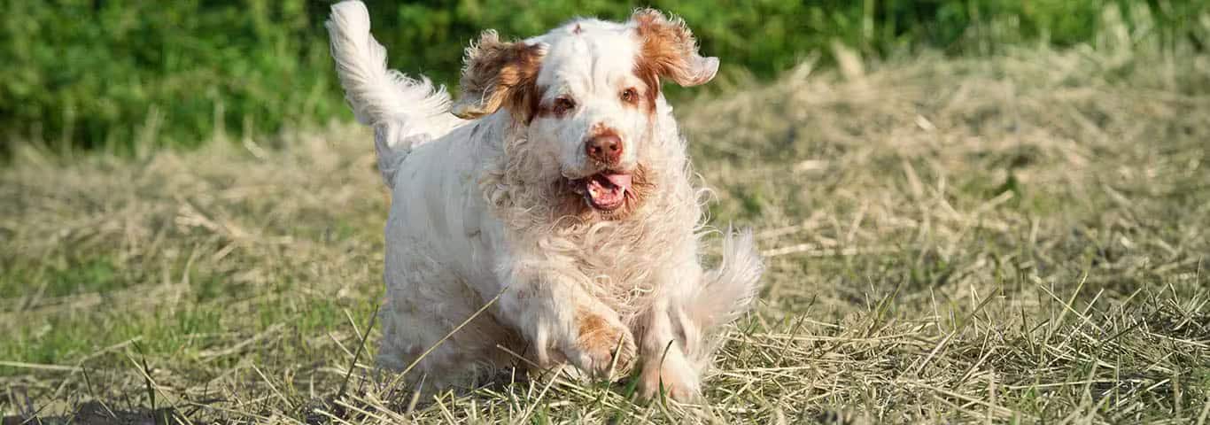 Photo of a Clumber Spaniel dog