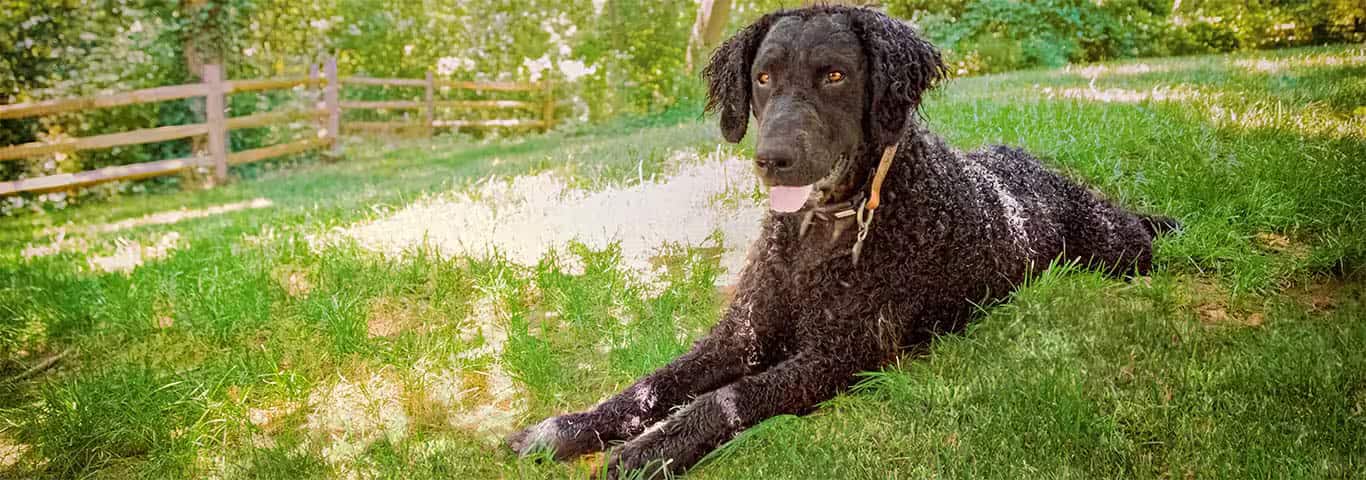 Photo of a Curly-coated Retriever dog