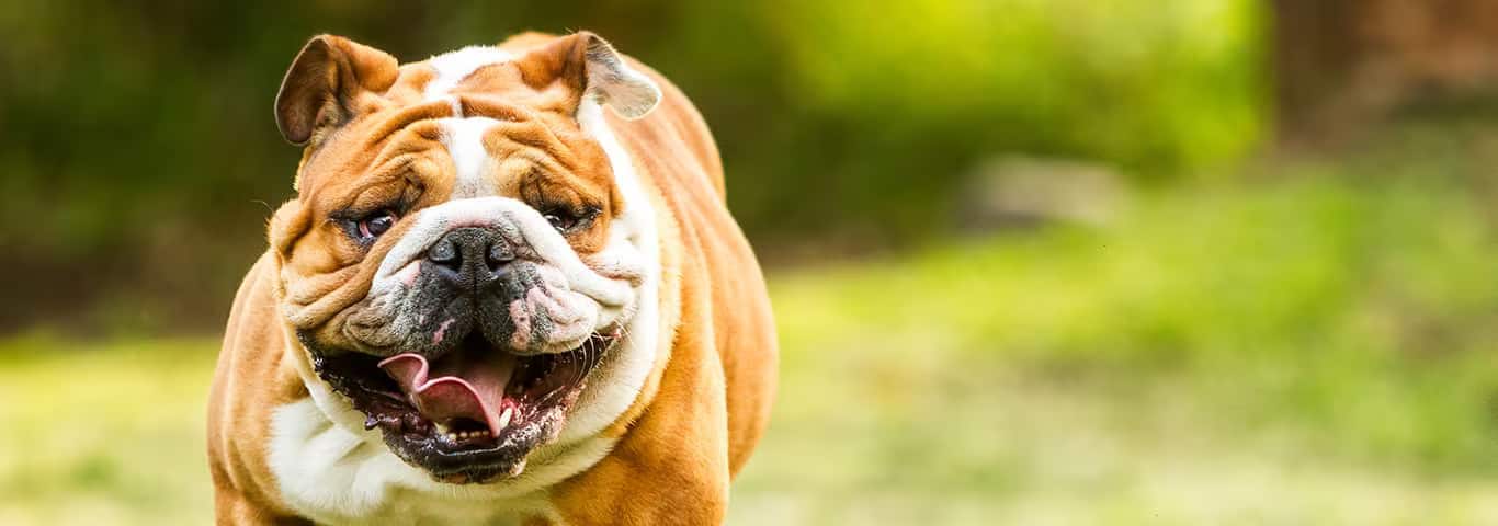 Photo of a English Bulldog dog