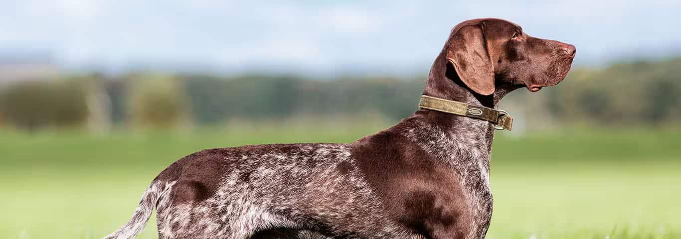 Photo of a German Shorthaired Pointer dog