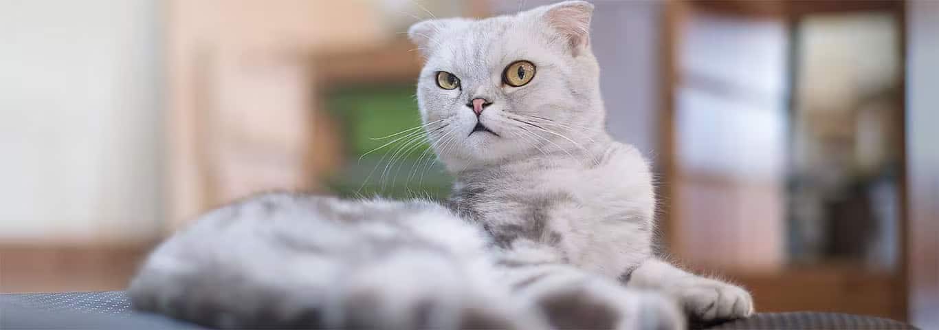Photo of a Scottish Fold Cat cat