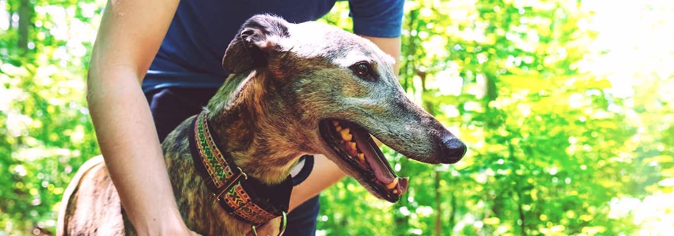 Photo of a Greyhound dog