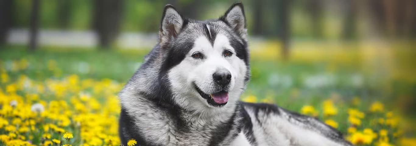 Photo of a Alaskan Malamute dog