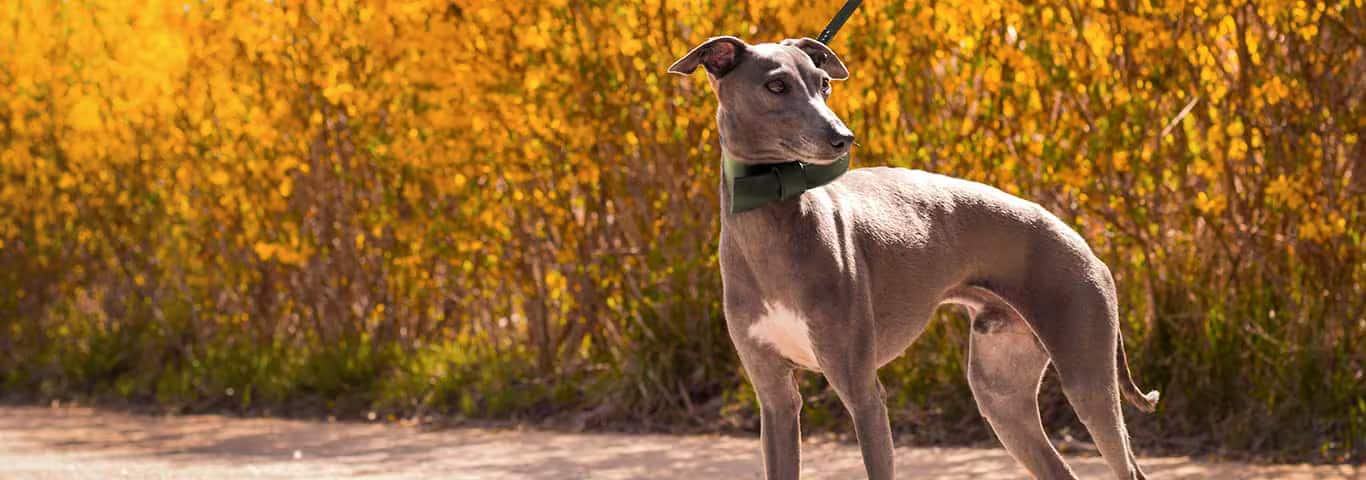 Photo of a Italian Greyhound dog