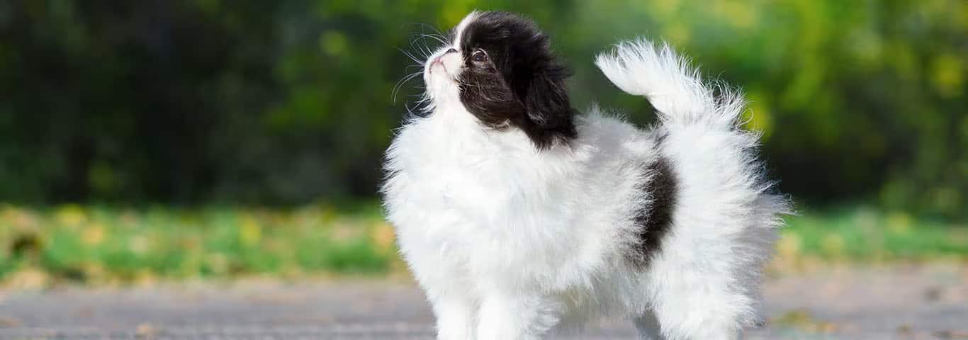 Photo of a Japanese Chin dog