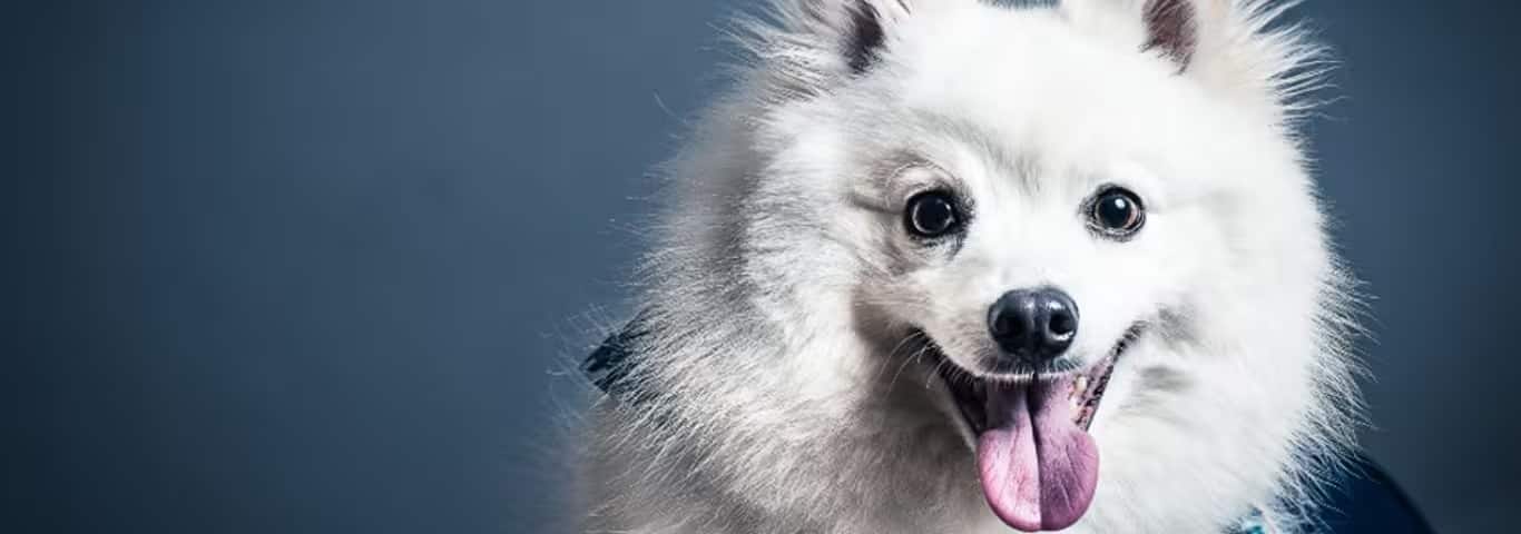 Photo of a Japanese Spitz dog