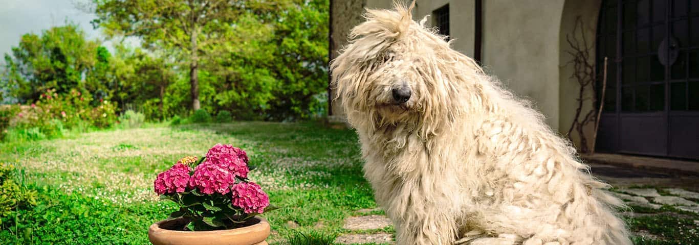 Photo of a Komondor dog