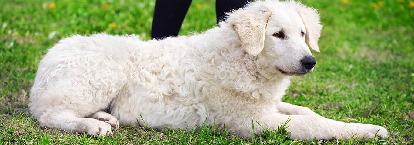 Photo of a Kuvasz dog