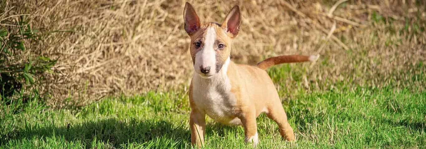 Photo of a Miniature Bull Terrier dog