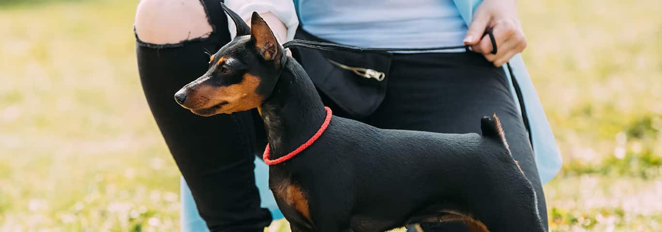 Photo of a Miniature Pinscher dog