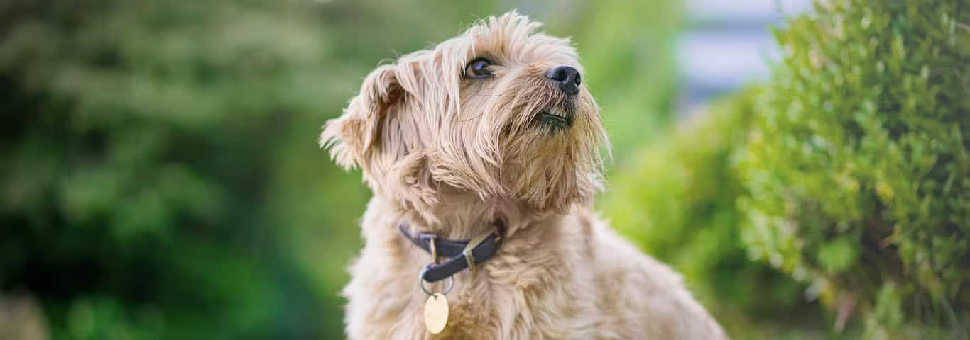 Photo of a Norfolk Terrier dog