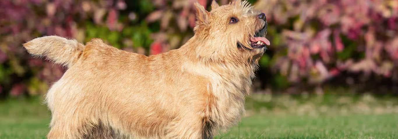Photo of a Norwich Terrier dog
