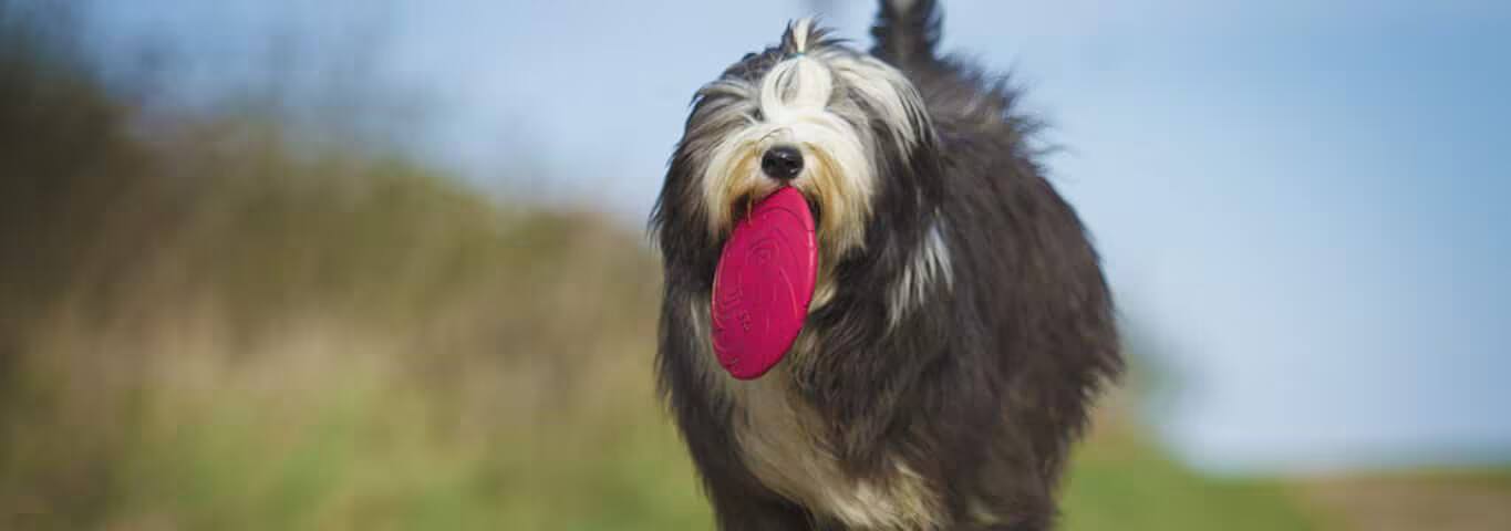 Photo of a Old English Sheepdog dog