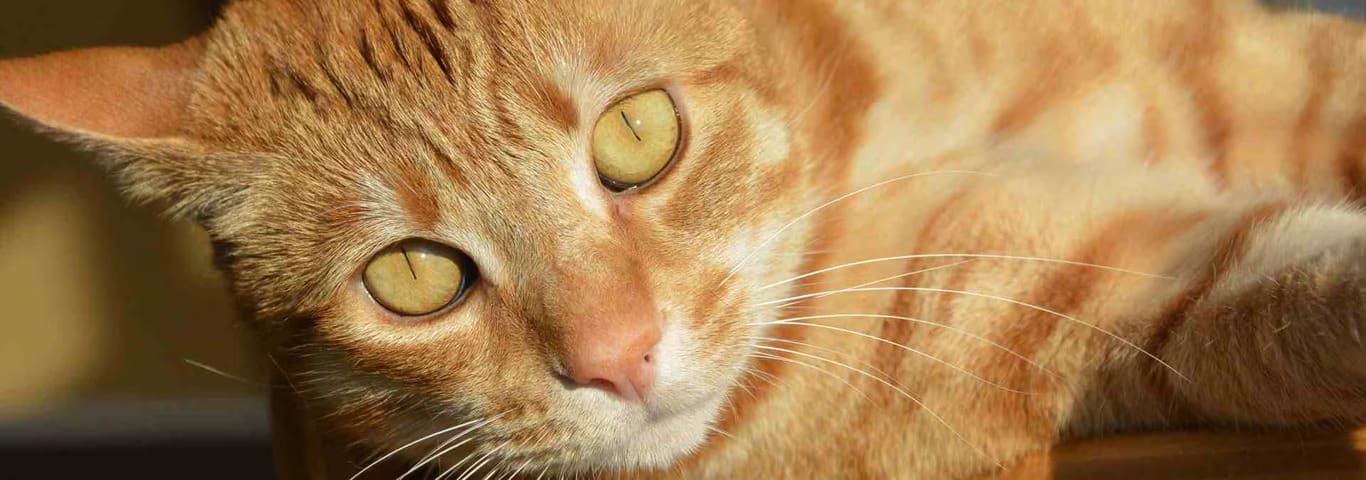 Photo of a American Shorthair cat