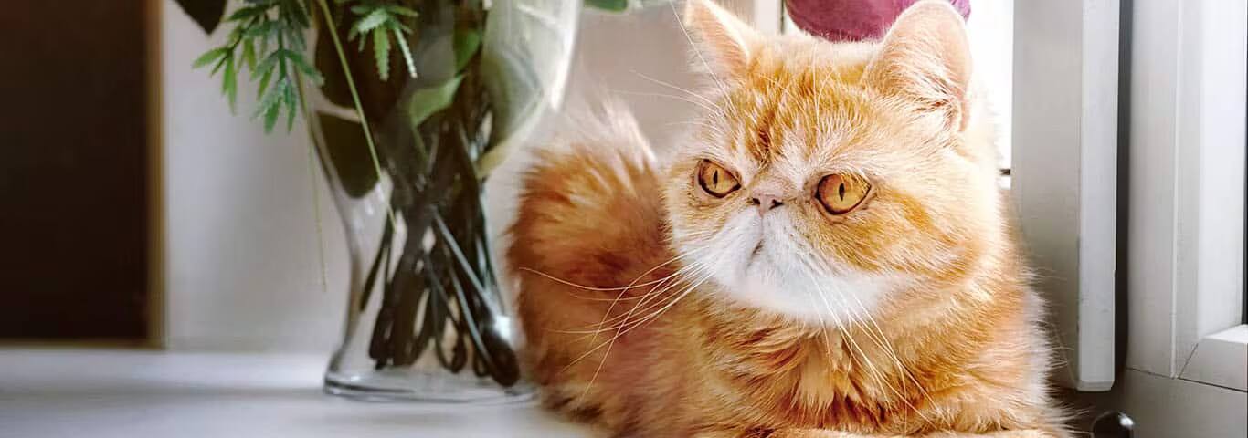 Photo of a Exotic cat