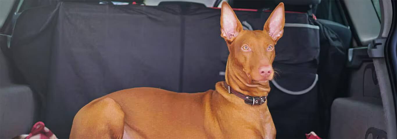 Photo of a Pharaoh Hound dog