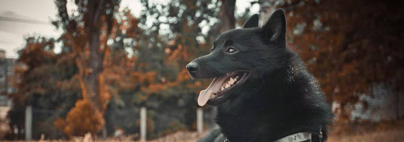 Photo of a Schipperke dog