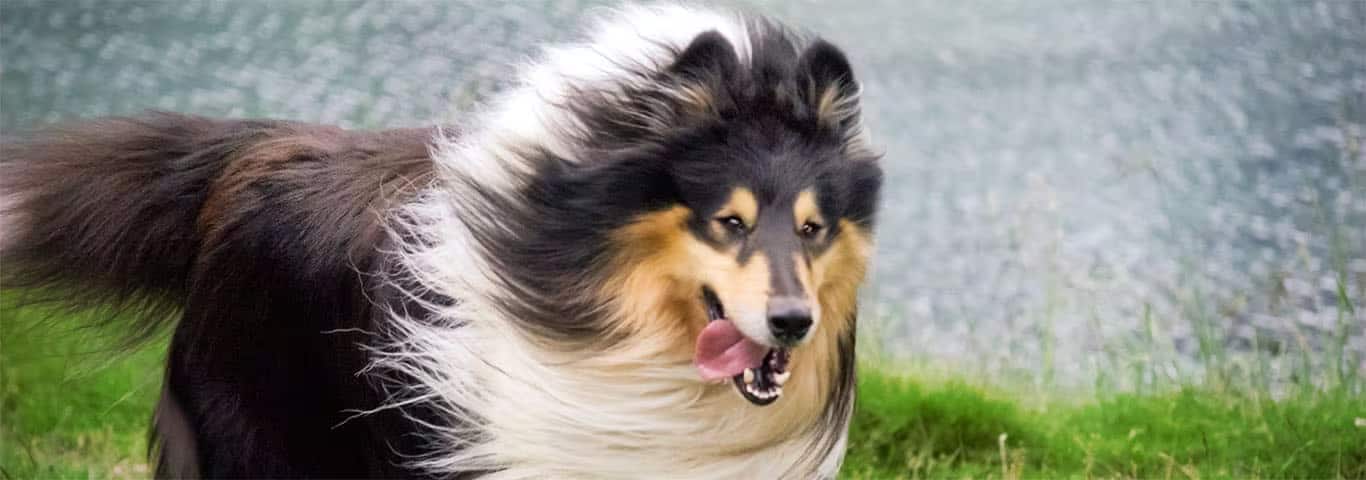 Photo of a Collie Or Scottish Collie dog