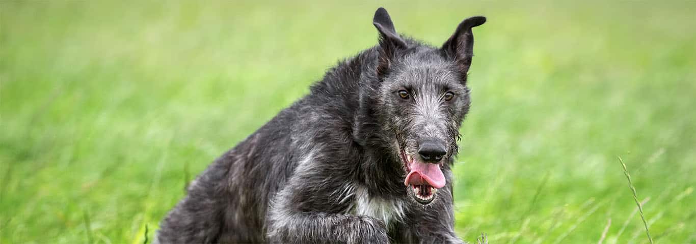 Photo of a Scottish Deerhound dog
