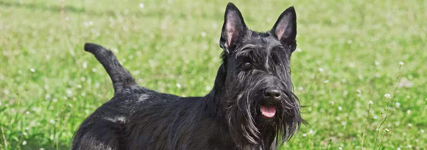 Photo of a Scottish Terrier dog