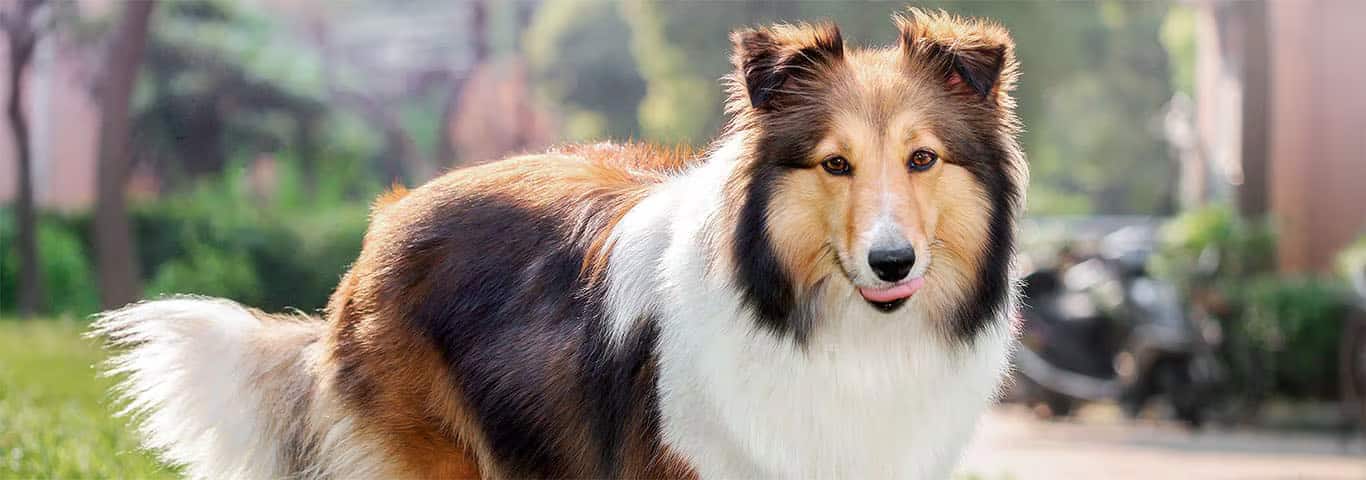 Photo of a Shetland Sheepdog dog