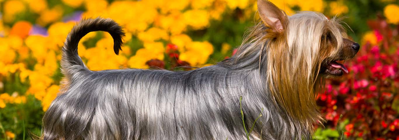Photo of a Silky Terrier dog