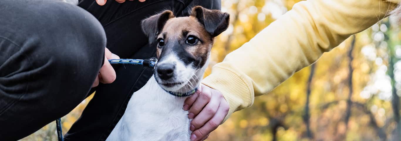 Photo of a Smooth Fox Terrier dog