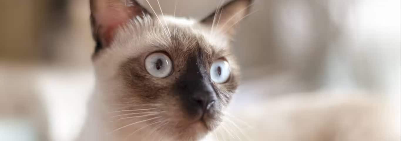 Photo of a Thai Cat cat