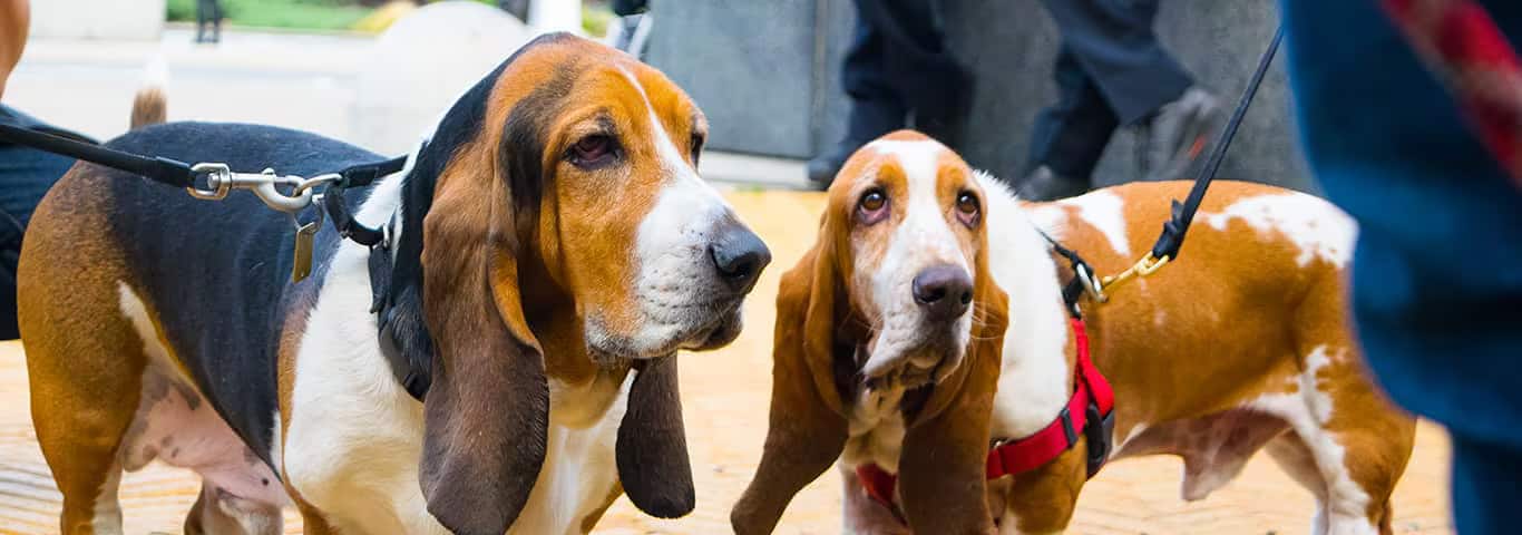 Photo of a Basset Hound dog