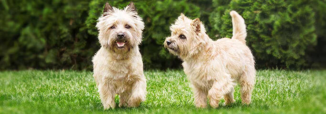 Photo of a Cairn Terrier dog