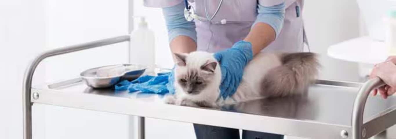 Photo of a Ragdol Cat cat