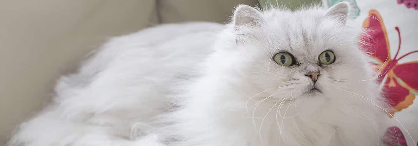 Photo of a Chantilly cat