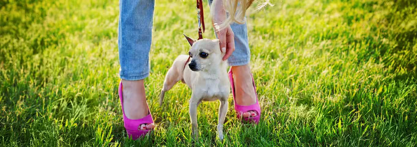 Photo of a Chihuahua dog