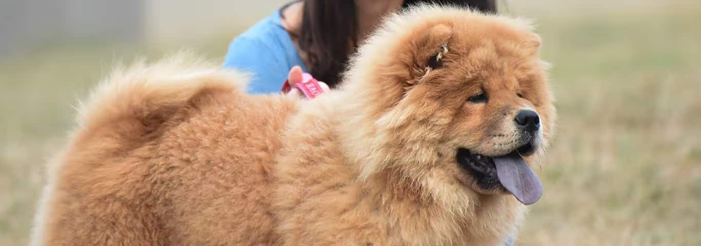 Photo of a Chow Chow dog
