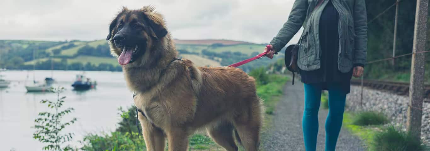 Photo of a Leonberger dog