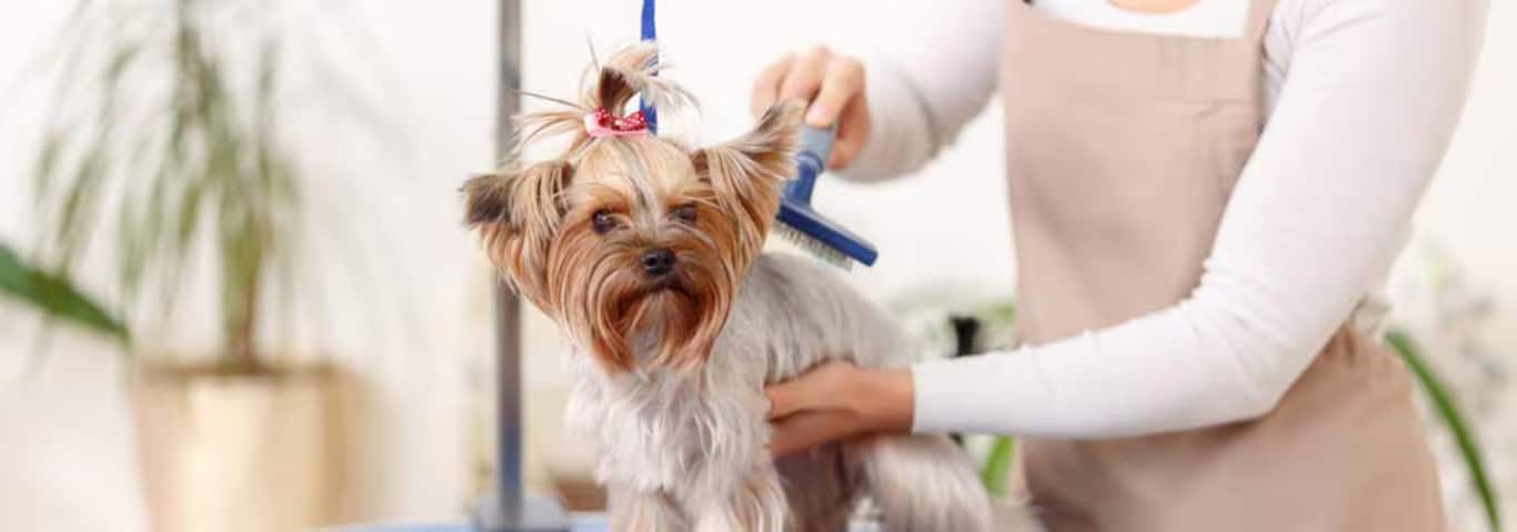 Photo of a Yorkshire Terrier dog