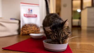 Cat eating HIll's cat food from a bowl