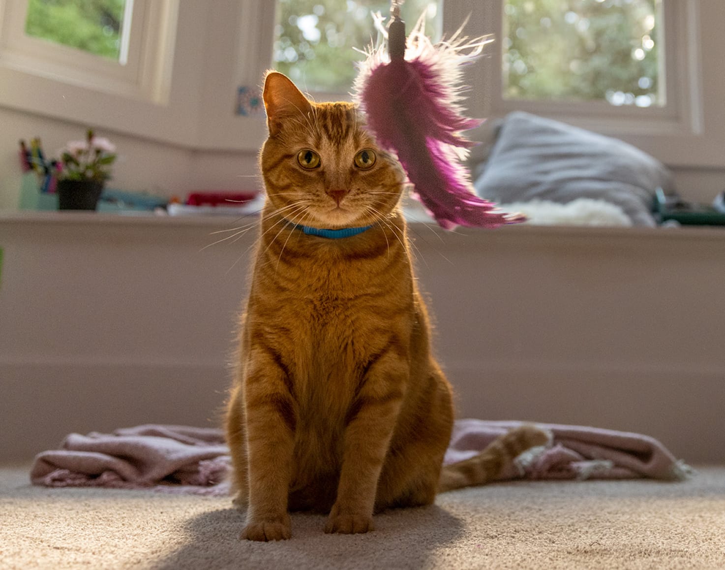 cat sitting looking at toy