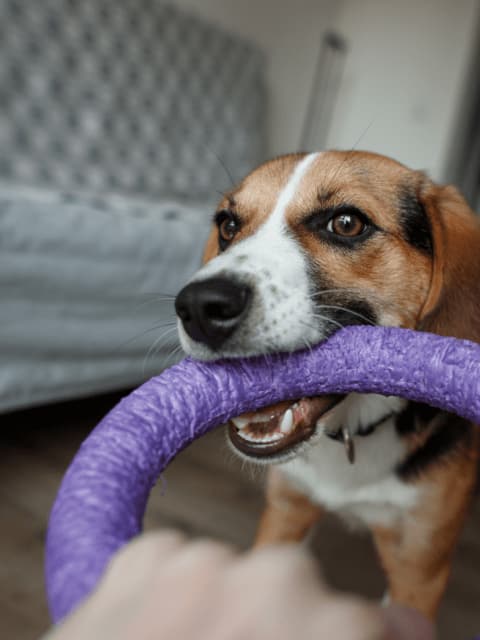 puppy