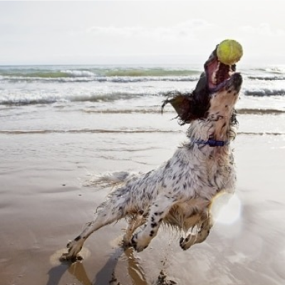 A dog on the beach catching a ball