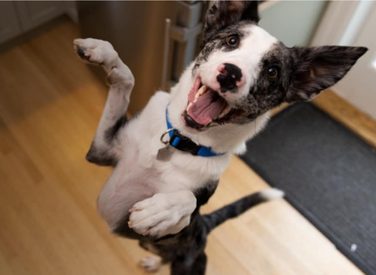 A dog jumping up with joy
